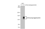 mCherry Antibody in Western Blot (WB)