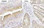 MUC4 Antibody in Immunohistochemistry (Paraffin) (IHC (P))