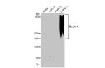 MUC4 Antibody in Western Blot (WB)