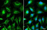 TOMM20 Antibody in Immunocytochemistry (ICC/IF)