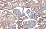 TOMM20 Antibody in Immunohistochemistry (Paraffin) (IHC (P))