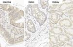 TOMM20 Antibody in Immunohistochemistry (Paraffin) (IHC (P))