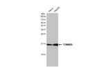 TOMM20 Antibody in Western Blot (WB)