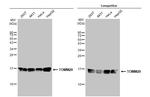 TOMM20 Antibody in Western Blot (WB)