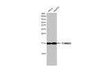 TOMM20 Antibody in Western Blot (WB)