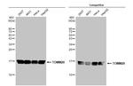 TOMM20 Antibody in Western Blot (WB)