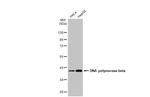 POLB Antibody in Western Blot (WB)