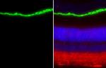 RPE65 Antibody in Immunohistochemistry (Paraffin) (IHC (P))