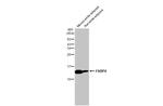 FABP4 Antibody in Western Blot (WB)