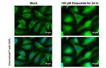 POLB Antibody in Immunocytochemistry (ICC/IF)