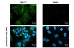 Claudin 3 Antibody in Immunocytochemistry (ICC/IF)