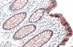 Claudin 3 Antibody in Immunohistochemistry (Paraffin) (IHC (P))