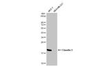 Claudin 3 Antibody in Western Blot (WB)