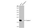 Claudin 3 Antibody in Western Blot (WB)