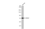 ACSL1 Antibody in Western Blot (WB)