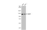 TRIM28 Antibody in Western Blot (WB)