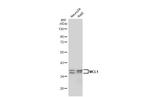 MCL-1 Antibody in Western Blot (WB)