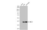 MCL-1 Antibody in Western Blot (WB)