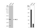 MCL-1 Antibody in Western Blot (WB)