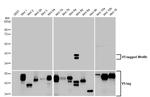 WNT8B Antibody in Western Blot (WB)