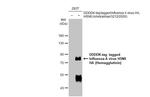 Influenza A H5N8 HA (A/Astrakhan/3212/2020) Antibody in Western Blot (WB)