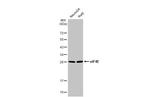 eIF4E Antibody in Western Blot (WB)