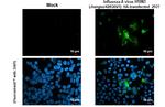 Influenza A H10N3 HA (A/Jiangsu/428/2021) Antibody in Immunocytochemistry (ICC/IF)