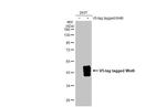 WNT6 Antibody in Western Blot (WB)