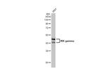 IKK gamma Antibody in Western Blot (WB)