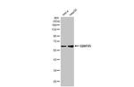 U2AF2 Antibody in Western Blot (WB)