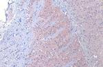 DRD2 Antibody in Immunohistochemistry (Paraffin) (IHC (P))