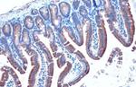 Calnexin Antibody in Immunohistochemistry (Paraffin) (IHC (P))