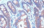 Calnexin Antibody in Immunohistochemistry (Paraffin) (IHC (P))