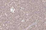 Calnexin Antibody in Immunohistochemistry (Paraffin) (IHC (P))