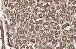 Calnexin Antibody in Immunohistochemistry (Paraffin) (IHC (P))