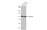 Calnexin Antibody in Western Blot (WB)