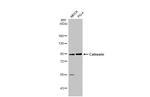 Calnexin Antibody in Western Blot (WB)