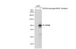 B-Raf Antibody in Western Blot (WB)