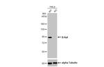 B-Raf Antibody in Western Blot (WB)