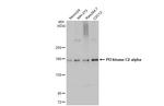 PIK3C2A Antibody in Western Blot (WB)