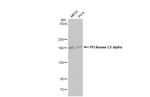 PIK3C2A Antibody in Western Blot (WB)