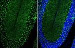 VGAT Antibody in Immunohistochemistry (Frozen) (IHC (F))