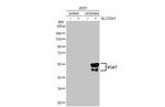 VGAT Antibody in Western Blot (WB)