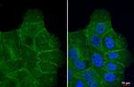 ASCT2 Antibody in Immunocytochemistry (ICC/IF)