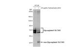 ASCT2 Antibody in Western Blot (WB)