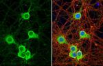 Synaptotagmin 1 Antibody in Immunocytochemistry (ICC/IF)