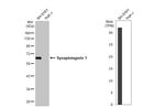 Synaptotagmin 1 Antibody in Western Blot (WB)