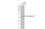 Synaptotagmin 1 Antibody in Western Blot (WB)