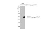 WNT11 Antibody in Western Blot (WB)