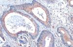 SCRIB Antibody in Immunohistochemistry (Paraffin) (IHC (P))